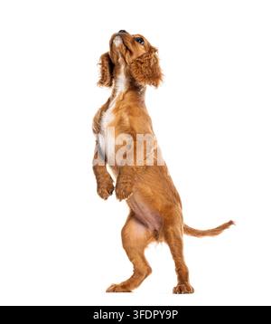 Cavalier-King-Charles-Spaniol-Welpe, der auf den Hinterbeinen steht Stockfoto