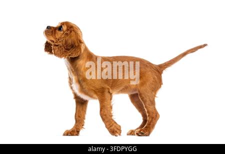 Englischer Cocker Spaniel Welpe steht, schaut nach oben, Profilansicht, vor weißem Hintergrund Stockfoto