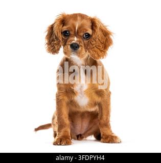 Entzückender junger Cavalier-King-Charles-Spaniol-Welpe sitzt und schaut direkt in die Kamera Stockfoto