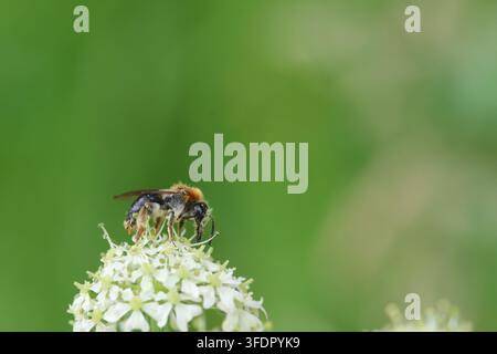 Nahaufnahme einer einsamen Minierbi, die auf einer weißen Wildblume in einer grünen Wiese forscht Stockfoto