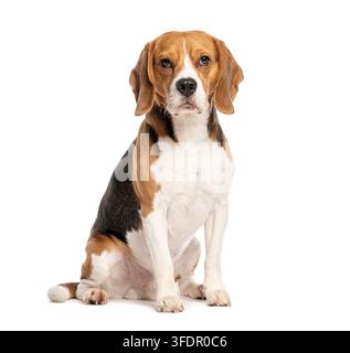 Dreifarben-Beagle-Hund sitzt ruhig, kaninisches Haustier isoliert auf reinem Weiß Stockfoto