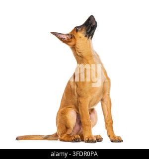 Malinois-Welpe sitzt und schaut konzentriert nach oben vor weißem Hintergrund Stockfoto