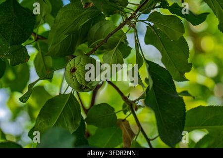 Ein beschädigter fauler grüner Apfel hängt zwischen üppigen grünen Baumblättern Stockfoto