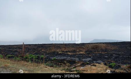 Landschaftsansicht eines weiten versengten verbrannten Feldes, das nach einem Waldbrand mit schwarzer Asche bedeckt ist, mit kleinen frischen grünen Grashalmen, die neu wachsen, einem Holzzaun und Nebel Stockfoto