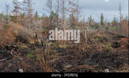 Breite Ansicht eines verbrannten Kiefernwaldes, der durch einen Waldbrand zerstört wurde, mit toten Kiefernstämmen, trockenen verbrannten Ästen, schwarz verkohlter Asche auf dem Boden, Umweltzerstörung Stockfoto