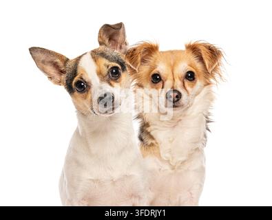 Zwei Chihuahua-Hunde stehen vor einem weißen Hintergrund und teilen einen süßen Moment Stockfoto