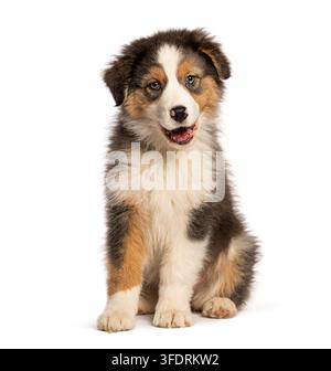 Kleiner junger Australian Shepherd Welpe mit blauen Augen sitzt auf weißem Hintergrund Stockfoto