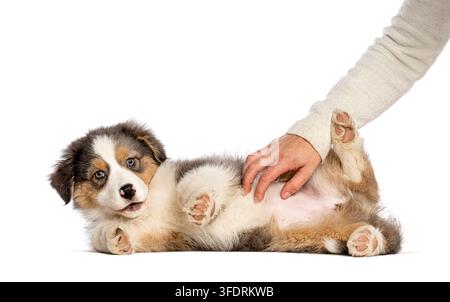 Australian Shepherd-Welpe auf dem Rücken, der eine Bauchstreicheleinheit von einer menschlichen Hand erhält Stockfoto