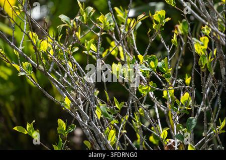 Kakao – Sonnenbeschienene grüne Blätter, die aus dünnen grauen Ästen eines Gartenshrubbi sprießen, fangen frisches Frühlingswachstum, Textur und Licht ein. Ruhig, natürlicher Nahaufnahme Stockfoto
