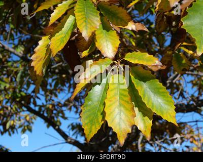 Sonnenbeschienene Herbstblätter der Chinkapin-Eiche (Quercus muehlenbergii), die Mitte Oktober in Colorado grün, gelb und bronzefarben werden Stockfoto
