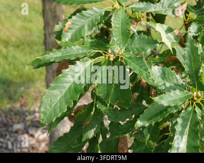 Grüne Blätter und sich entwickelnde Eicheln der Chinkapin-Eiche (Quercus muehlenbergii) in Colorado Anfang August Stockfoto