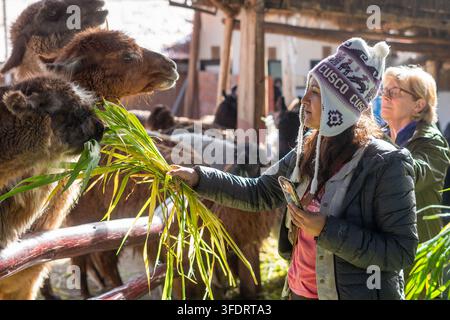 Eine Touristin mit einem Cusco-Strickhut füttert frisches Gras an neugierige Alpakas auf einem Andenbauernhof in der Nähe von Cusco, Peru, und fängt eine enge Interaktion ein Stockfoto