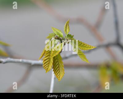 Neue Frühlingsblätter der Chinkapin-Eiche (Quercus muehlenbergii) in Colorado Stockfoto