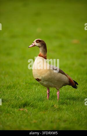 Ägyptische Gans steht auf grünem Gras im Richmond Park, London. Stockfoto