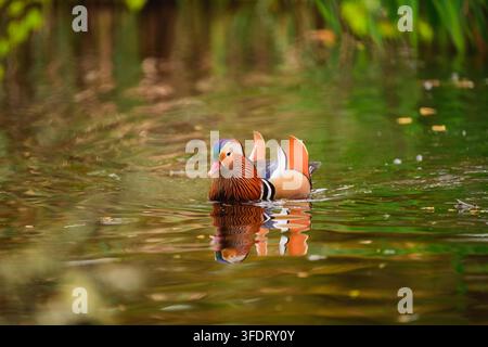 Männlicher Mandarentenpfau schwimmt über ruhiges Teichwasser mit farbenfroher Reflexion im Richmond Park, London. Stockfoto