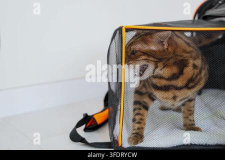 Neugierige Bengalkatze sitzt in schwarzem Netz-Pet-Carrier, Maul offen beim Gähnen oder Miauen, drinnen auf hellem Boden vor weichem neutralem Hintergrund, zeigt Stockfoto
