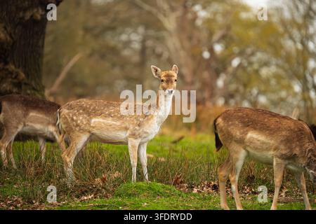 Dammhirsch steht wachsam zwischen grasenden Hirschen in einem Wald in Richmond Park, London. Stockfoto