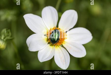 Schöner Smaragdkäfer Cetonia aurata auf einer weißen Dahlienblüte im Nahaufnahme. Grüner Rosenkäfer mit regenbogenfarben glänzenden Flügeln. Stockfoto