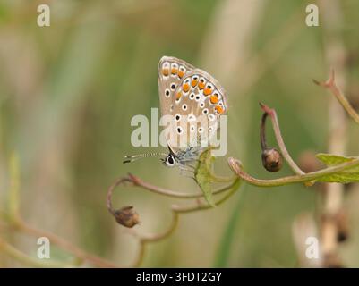 Isolierte ventrale Makro-Nahaufnahme eines weiblichen Europäischen Blauen (Polyommatus Icarus), der auf Feld-Mauerraute (Convolvulus arvensis) in einem Feld in A sitzt Stockfoto