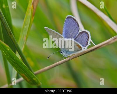 Isolierte Makro-Nahaufnahme von hinten eines männlichen Europäischen Schmetterlings (Polyommatus Icarus), der mit leicht geöffneten Flügeln nach unten auf Stroh sitzt Stockfoto