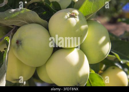 Frische grüne Äpfel, die in einer Traube an einem Apfelbaum im Sommersonnenlicht wachsen. Stockfoto