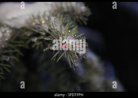 Eine scharfe, detaillierte Nahaufnahme eines Nadelzweigs, der mit Eiskristallen und kleinen roten Beeren bedeckt ist, vor dunklem Hintergrund. Stockfoto