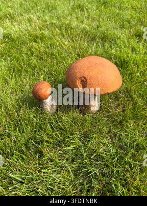 Wald-Essenspilz (lat. Leccinum scabrum, allgemein bekannt als Birkenpilz, rau-stieliger Pilz oder Scaber-Stiel) wachsen in frischem Grün Stockfoto