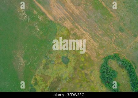 Lebendige grüne Sommerlandschaft mit landwirtschaftlichen Feldern, die von dichten Baumhecken gesäumt sind, und einer Landstraße, Luftaufnahme aus der Drohne von oben Stockfoto