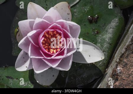Rosa Seerosenblüte in einem Teich mit Wasserpflanzen Stockfoto