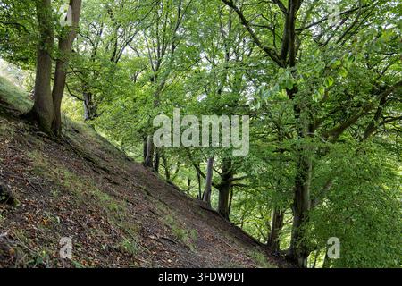 Grüner Buchenwald an einem steilen Waldhang mit dichtem Blätterdach Stockfoto