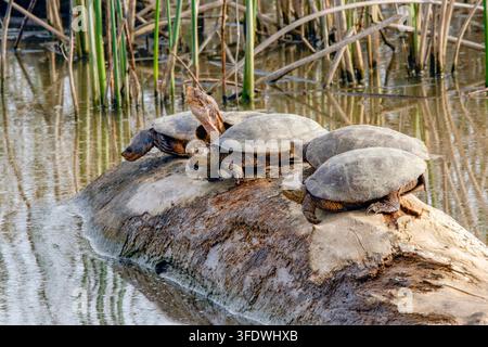 Westliche Sumpfschildkröte, Actinemys marmorata, sonnt sich auf einem Baumstamm, Sacramento National Wildlife Refuge, Kalifornien, USA Stockfoto