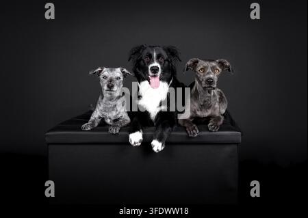 Miniature Australian Shepherd Stockfoto