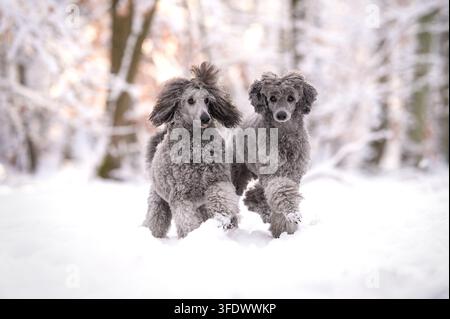 Zwei silberne Zwergpudel rennen durch den Schnee Stockfoto