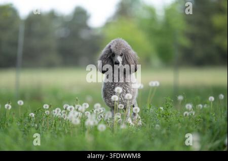 Silberner Zwergpudel auf einem Löwenzahnfeld Stockfoto