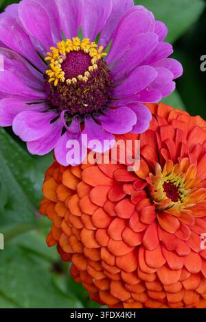 Ein Paar leuchtend magentafarbene und orangefarbene Zinnien (Zinnia elegans) blühen im Sommer, Harbeson, Delaware Stockfoto