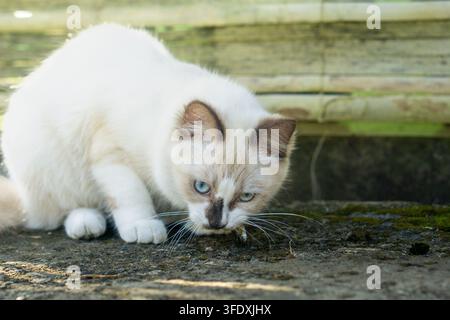 Weiße Katze mit auffälligen blauen Augen frisst einen kleinen Fisch auf moosigem Boden nahe einem Bambuszaun bei natürlichem Tageslicht. Stockfoto