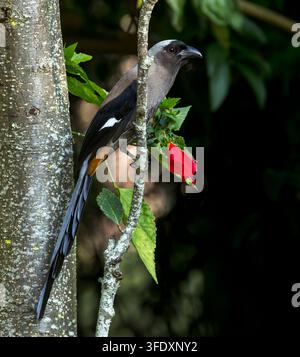 Graue Baumschwalbe (Dendrocitta formosae) am Fuße des Himalaya, Uttarakhand, Nordindien. Stockfoto