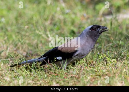 Graue Baumschwalbe (Dendrocitta formosae) am Fuße des Himalaya, Uttarakhand, Nordindien. Stockfoto