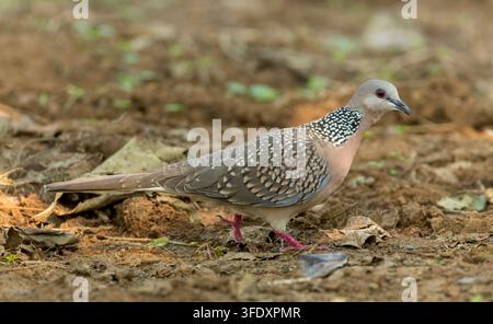 Turteltaube, Spilopelia chinensis, in Indien. Stockfoto