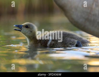 Graugans (Anser anser) im Feuchtgebiet Ungarns. Calling Chick. Stockfoto