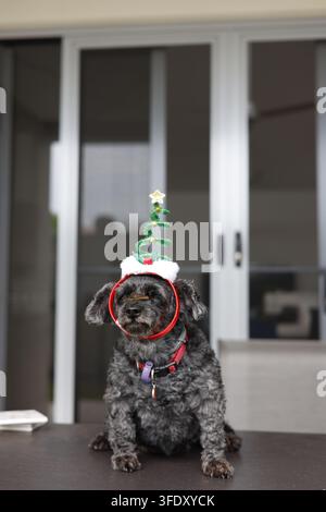 Nicht jeder war letztes Jahr begeistert davon, unsere eigenen Weihnachtskarten zu machen. Stockfoto