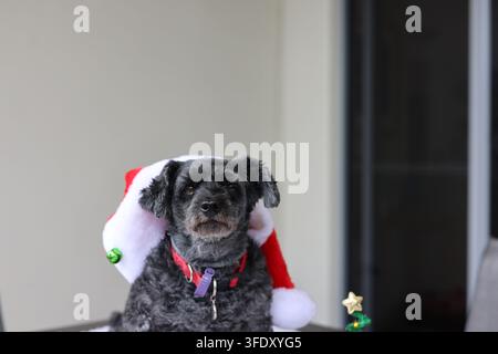 Nicht jeder war letztes Jahr begeistert davon, unsere eigenen Weihnachtskarten zu machen. Stockfoto