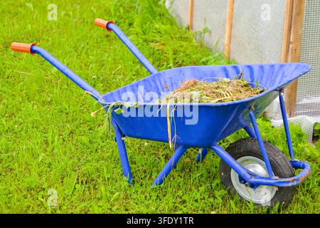 Blaue Schubkarre gefüllt mit frisch geschnittenem Gras und Gartenabfällen auf einem grünen Rasen, illustriert Gartenreinigung, Rasenpflege, Landschaftsgestaltung, Gartenpflege Stockfoto