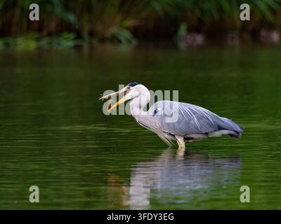 Graureiher fängt Beute im Wasser Stockfoto