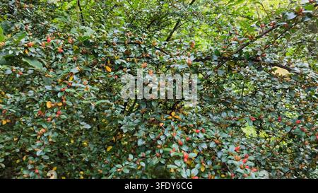 Dichter Cotoneaster-Strauch mit kleinen glänzenden grünen Blättern und reifenden orange-roten Beeren, der in einer sonnenbeschienenen Berglandschaft wächst. Stockfoto
