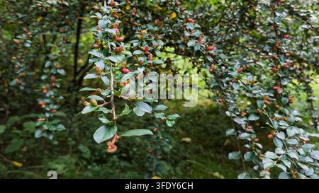 Dichter Cotoneaster-Strauch mit kleinen glänzenden grünen Blättern und reifenden orange-roten Beeren, der in einer sonnenbeschienenen Berglandschaft wächst. Stockfoto