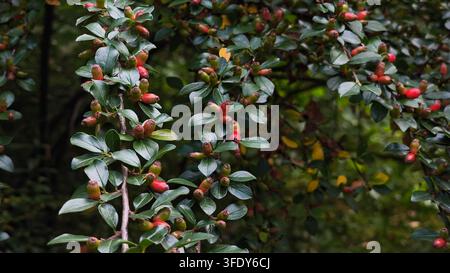 Dichter Cotoneaster-Strauch mit kleinen glänzenden grünen Blättern und reifenden orange-roten Beeren, der in einer sonnenbeschienenen Berglandschaft wächst. Stockfoto