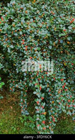 Dichter Cotoneaster-Strauch mit kleinen glänzenden grünen Blättern und reifenden orange-roten Beeren, der in einer sonnenbeschienenen Berglandschaft wächst. Stockfoto