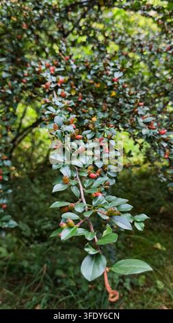 Dichter Cotoneaster-Strauch mit kleinen glänzenden grünen Blättern und reifenden orange-roten Beeren, der in einer sonnenbeschienenen Berglandschaft wächst. Stockfoto