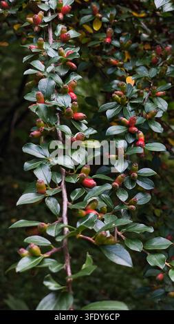 Dichter Cotoneaster-Strauch mit kleinen glänzenden grünen Blättern und reifenden orange-roten Beeren, der in einer sonnenbeschienenen Berglandschaft wächst. Stockfoto